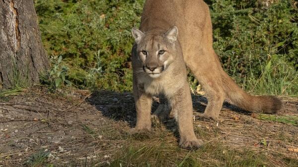 puma
