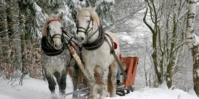 kulig
