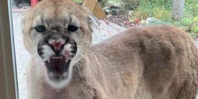 puma na osiedlu w Calgary