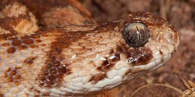 West African Carpet Viper