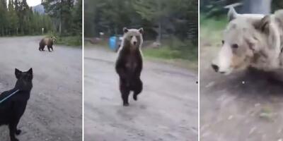 atak niedźwiedzia grizzly w Parku Prowincjonalnym Kananaskis w Albercie