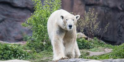 niedźwiedź polarny