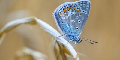 motyl