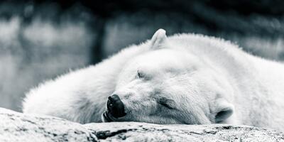 niedźwiedź polarny