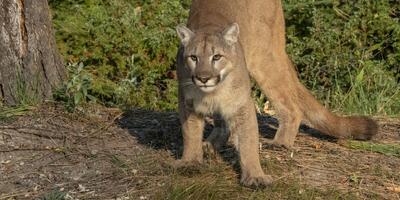 puma
