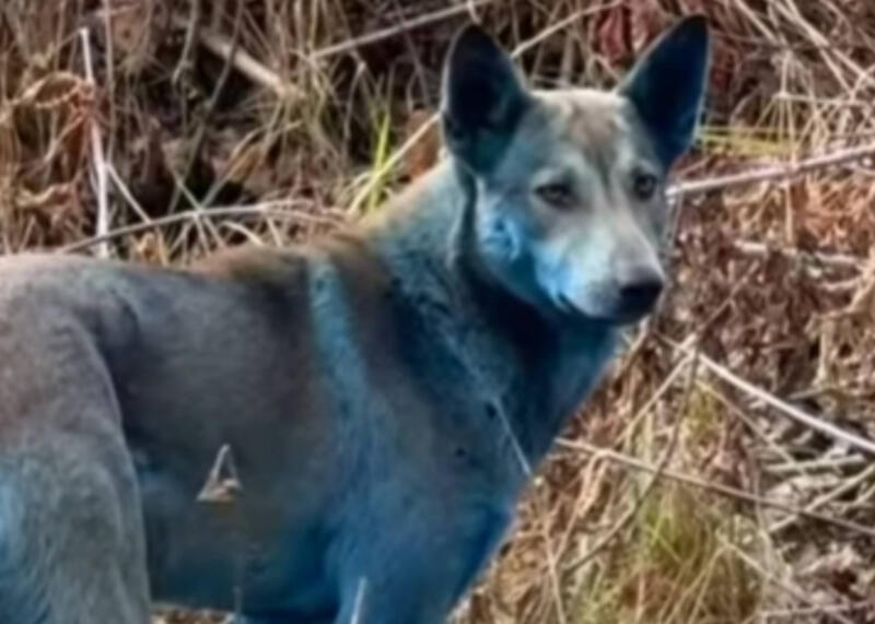 niebieskie psy w Czarnobylu niebieskie psy w Czarnobylu