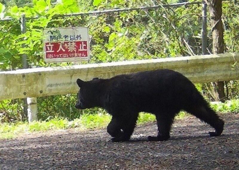 niedźwiedź na japońskiej ulicy