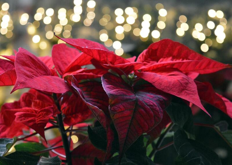 gwiazda betlejemska - euphorbia pulcherrima