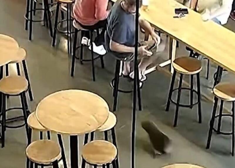 foka w pubie w Nowej Zelandii