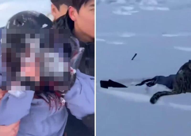 irbis, pantera śnieżna