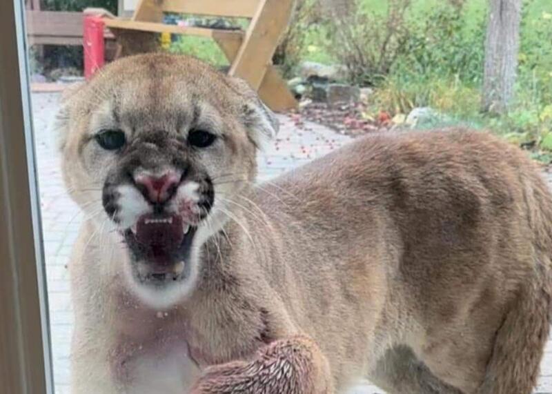 puma na osiedlu w Calgary