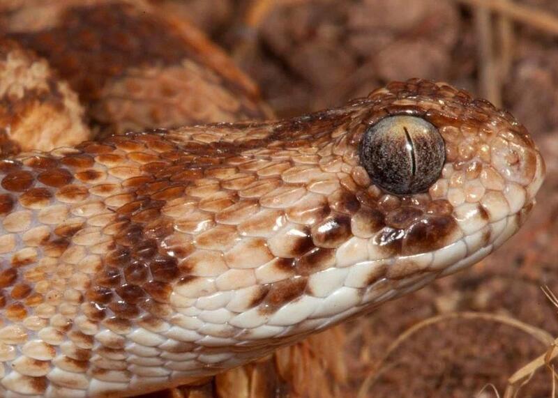 West African Carpet Viper