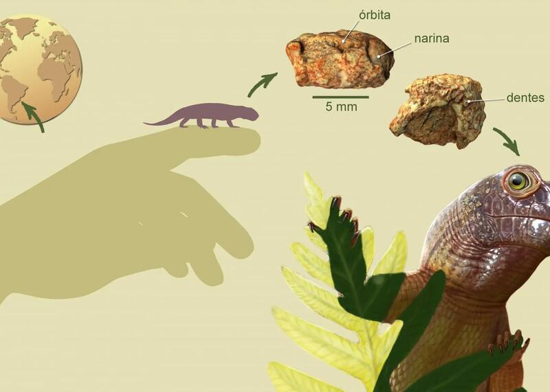 Sauropia macrorhinus