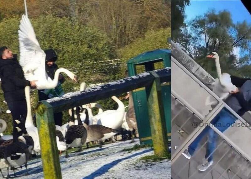 imigranci łapią dzikie ptaki w Irlandii i Wielkiej Brytanii