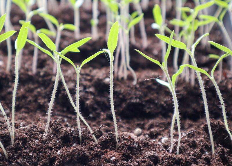 kiełki roślin