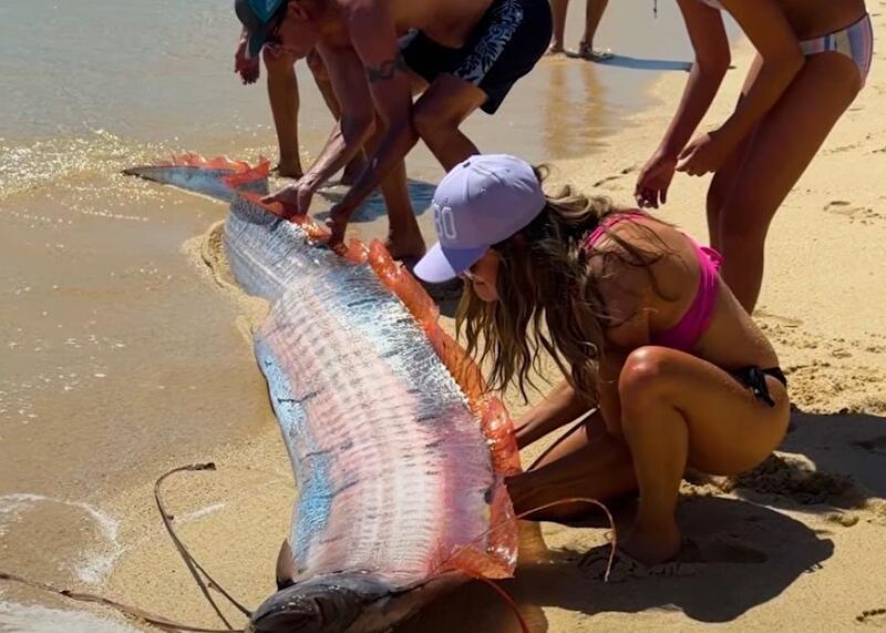 wstęgor królewski na plaży w Meksyku