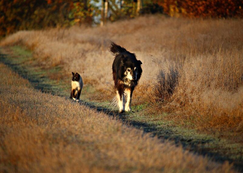 pies i kot do oczipowania