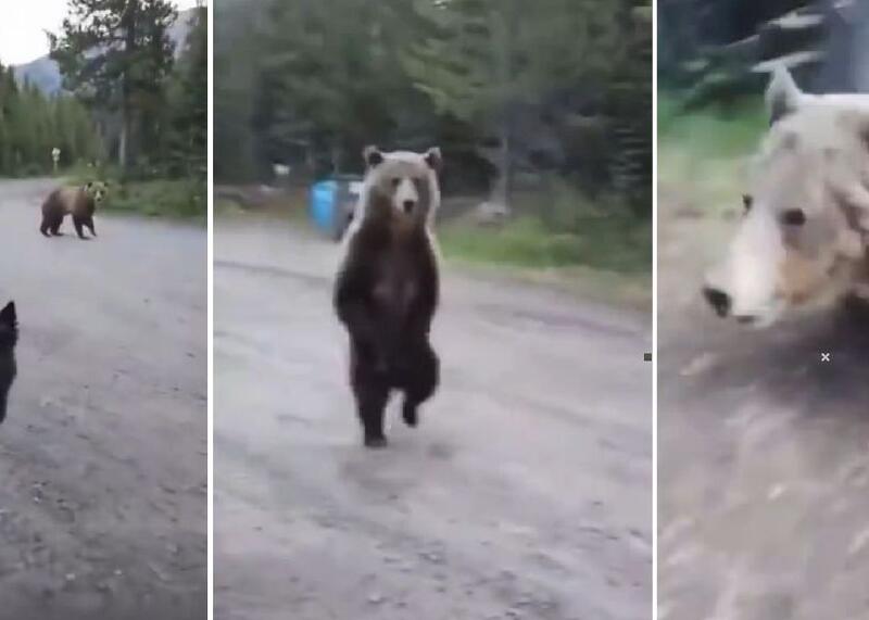 atak niedźwiedzia grizzly w Parku Prowincjonalnym Kananaskis w Albercie