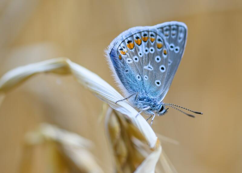 motyl