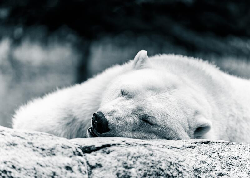 niedźwiedź polarny
