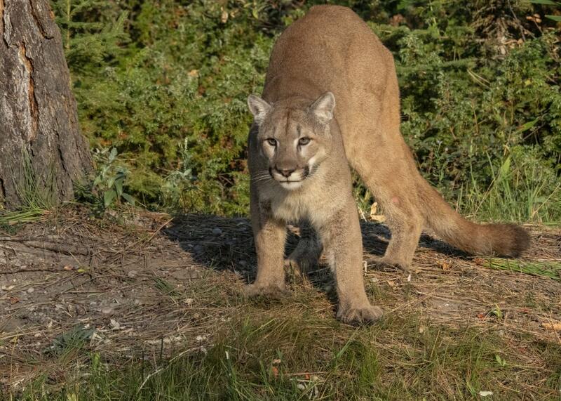 puma